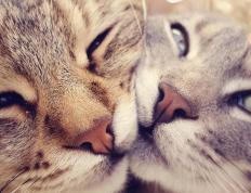 开云体育-波峰对决，当76人一波带走爵士，西亚卡姆在F1赛道接管争冠战