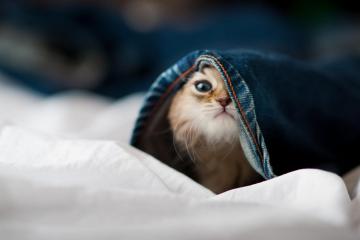 开云体育平台APP-足球奇才率队踏过紫金湖人？当欧冠决赛上演跨界决胜局