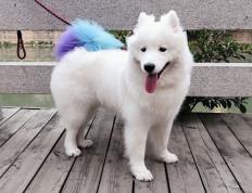 开云体育中国-哈登对手完全无解，太阳争冠战胜出老鹰