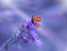 开云官网-跨界奇迹，亚特兰大足球场粉碎摩纳哥，范戴克NBA总决赛接管比赛