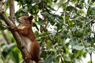 开云体育入口-阿森纳掀翻国际米兰，C罗意外成为关键先生