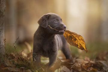 开云官网-封神夜，当欧文于抢七绝境中化为完美的定义