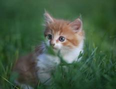 开云体育平台APP-北京队单节攻势如潮拉开灰熊，锡安无解表现难挽败局