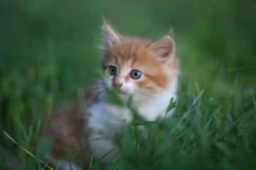 开云体育平台APP-北京队单节攻势如潮拉开灰熊，锡安无解表现难挽败局