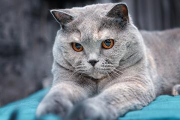 开云APP-穹顶之下，星光乍现，切特·霍姆格伦在盐湖城的破茧之夜