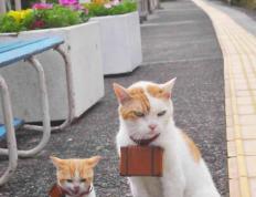 开云下载-沙漠之狐与高卢雄鸡的对决，若日尼奥一箭定江山