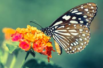 开云体育中国-灰熊强势击溃火箭，哈登全场最佳无争议