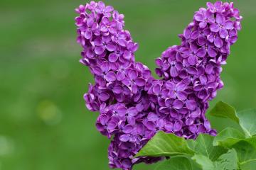 开云官网-新时代战术的典范之战，伦纳德如何以攻防转换核心身份率队掀翻雄鹿？