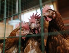 开云体育在线-暗夜骑士，街道迷宫中的制胜博弈