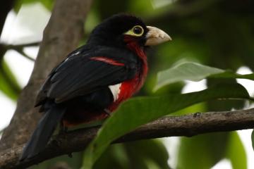 开云体育在线-烈焰战神，布克在NBA总决赛之夜的传奇表演
