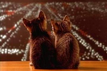 开云体育APP下载-奥斯梅恩爆发引领风骚，安哥拉爆冷佛罗伦萨震撼足坛