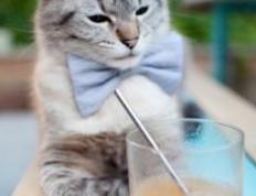 开云体育下载-马里狂胜塞维利亚启示录，迪马利亚如何用最后一舞，谱写团队胜利的乐章