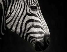 开云体育app-活塞队争冠战险胜凯尔特人，戈贝尔成关键先生