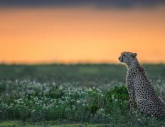 开云体育APP下载-当世界杯哨响，巴黎铁塔在他脚下颤抖，文班亚马的杀戮之夜