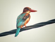 开云体育官方网站-哈弗茨爆发闪耀德国战车，哥伦比亚火力全开压制塞内加尔雄狮