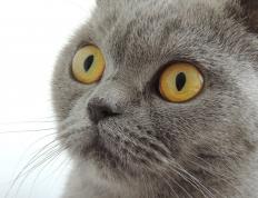 开云体育下载-向不可能宣战，当福克斯的闪电刺破鹈鹕的苍穹