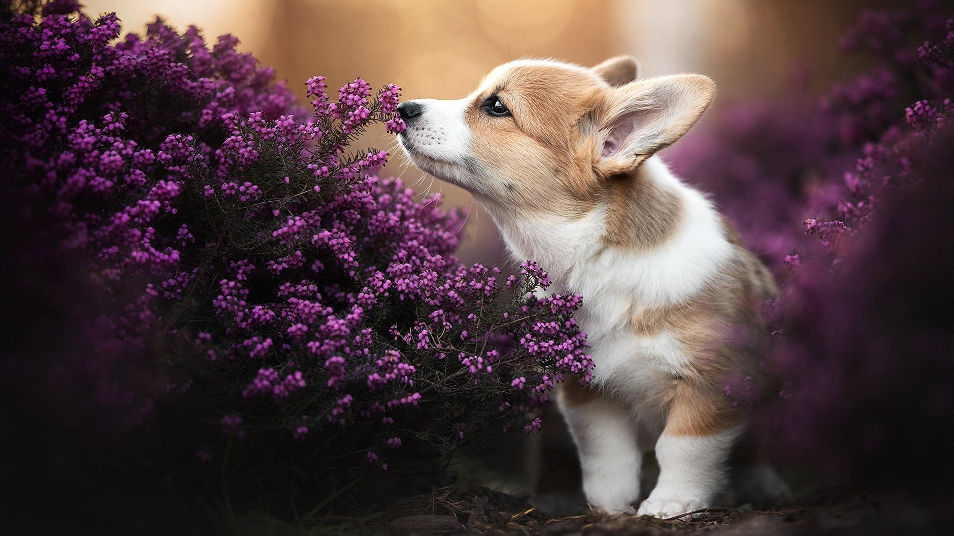 开云官网-莱万神威尽显，多特蒙德攻势如潮席卷日本