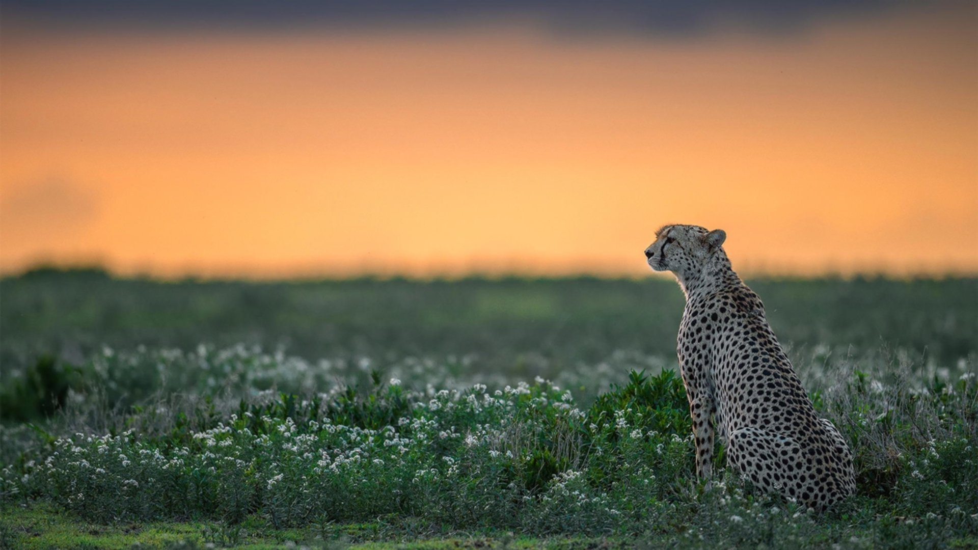 开云体育APP下载-当世界杯哨响，巴黎铁塔在他脚下颤抖，文班亚马的杀戮之夜