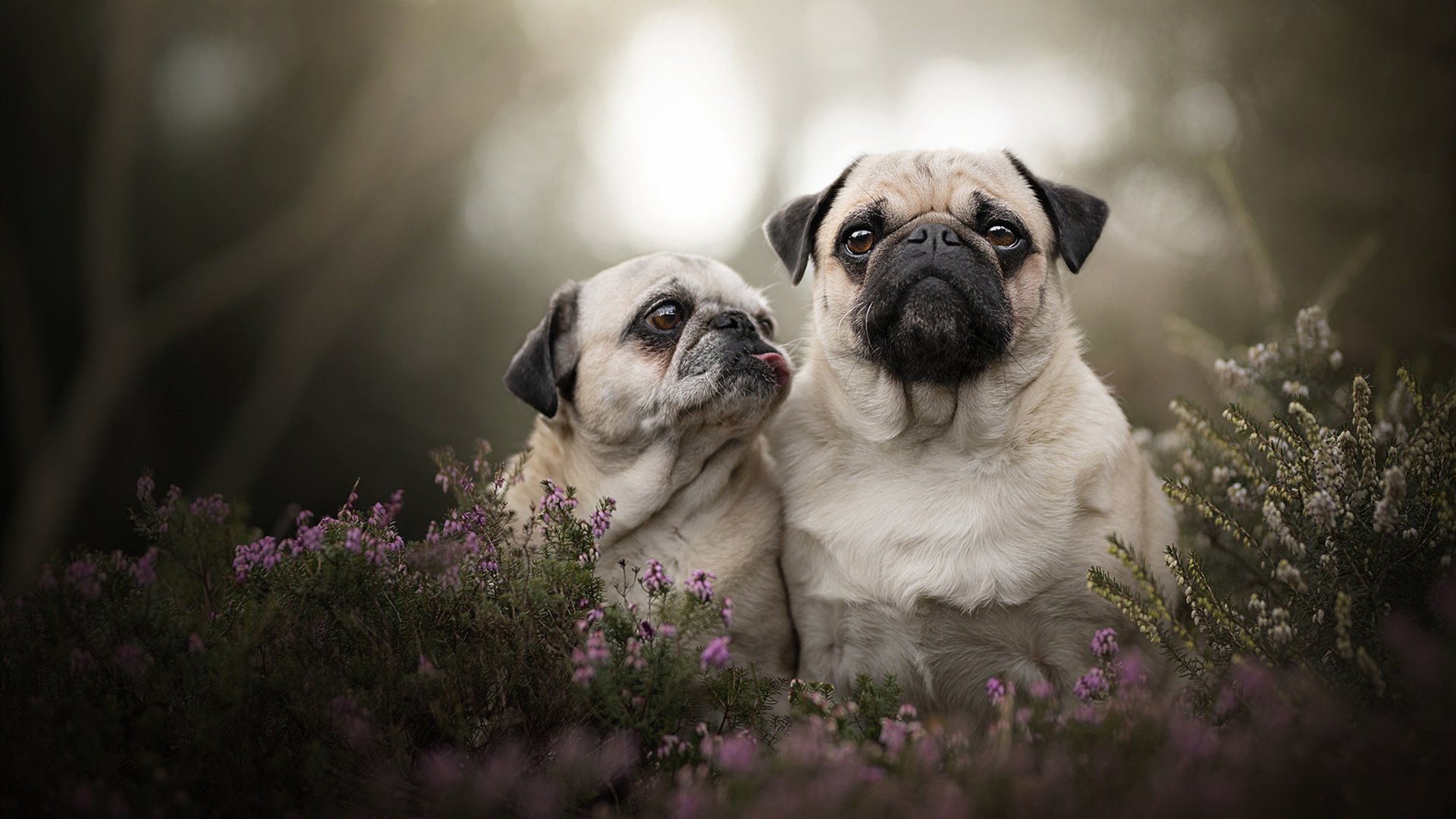 开云体育登录-巴西飓风席卷巴黎！维尼修斯单兵打爆尼日利亚整条防线