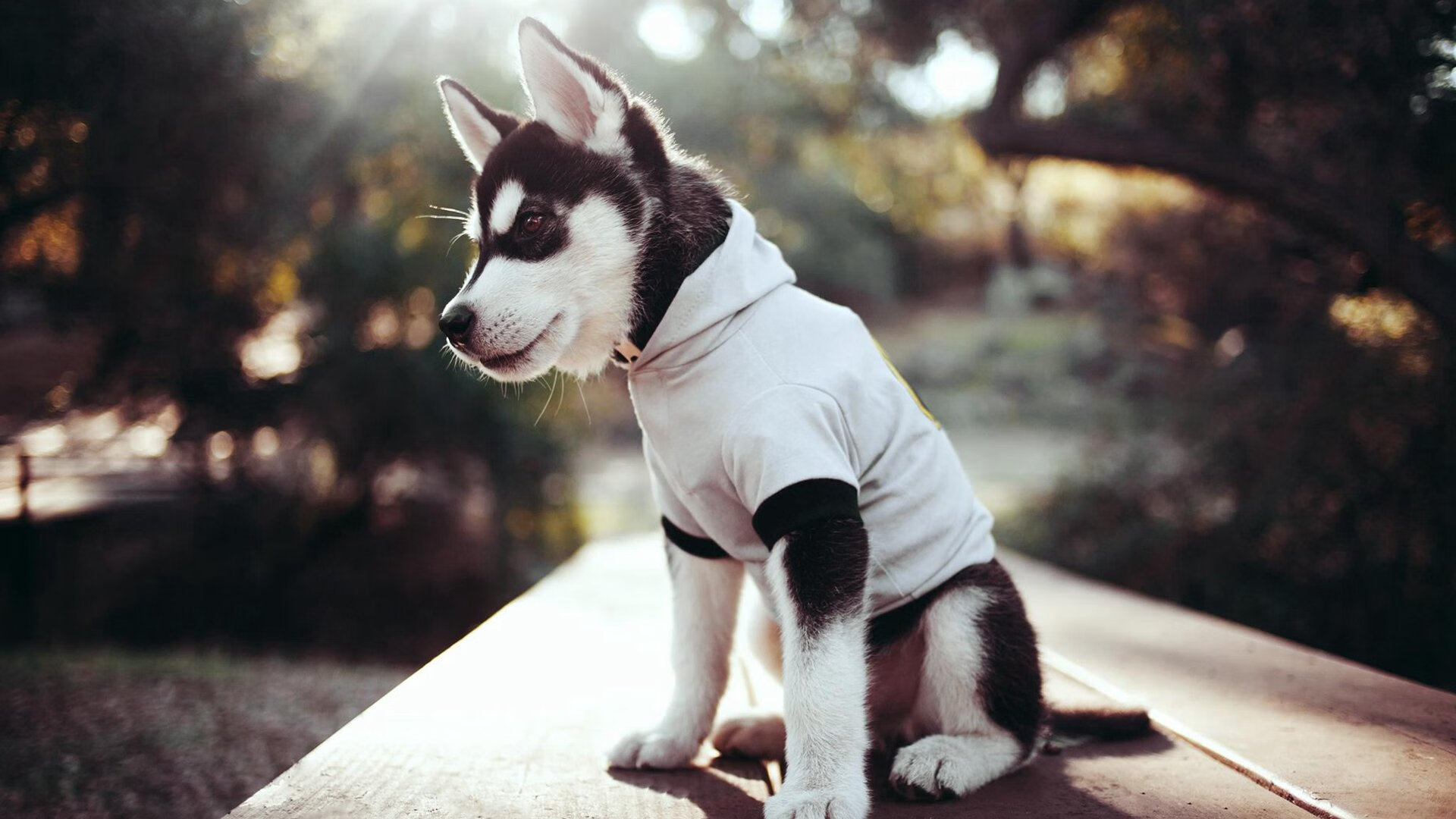 开云体育官方网站-绿茵场上的逆转诗篇，莫德里奇以巨星光芒点亮雷恩奇迹