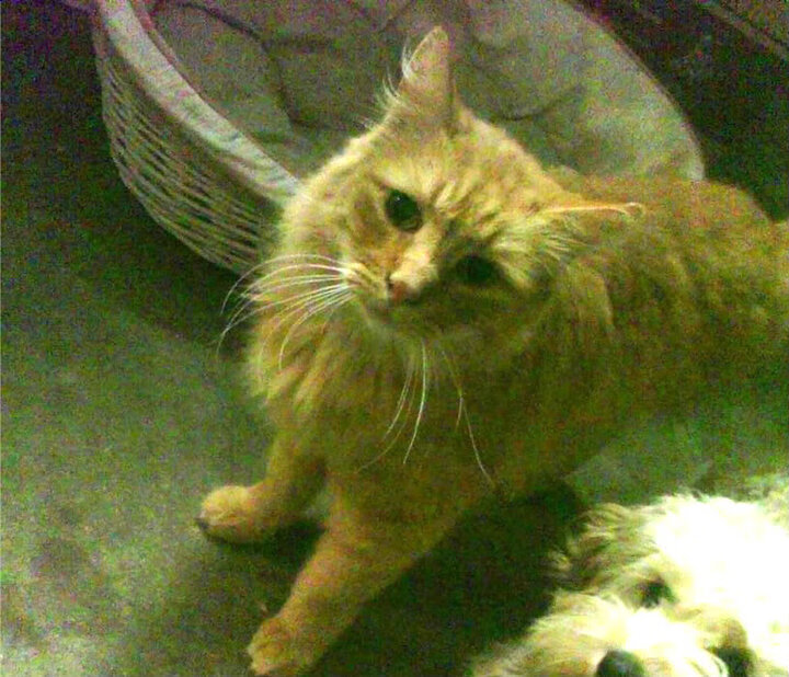 开云体育-布雷默,绿茵场上的交响指挥家,巴西军团节奏的隐形引擎