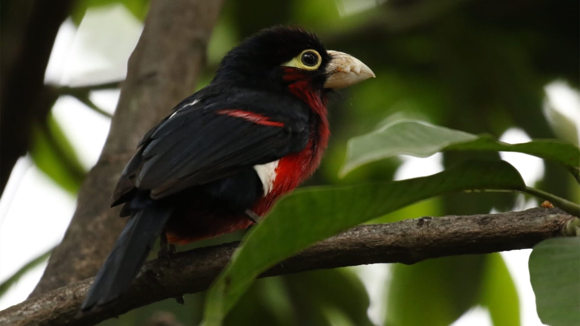 开云APP-历史性对决！北京队终结公牛不败神话，詹姆斯38分统治全场