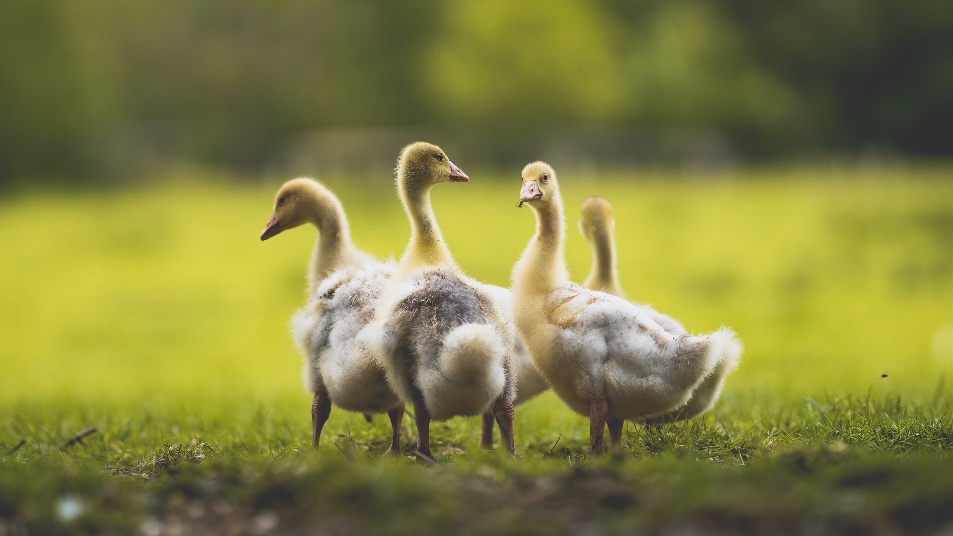 开云体育中国-北欧童话,欧冠半决赛,芬兰队如何以冰封战术让AC米兰铩羽而归