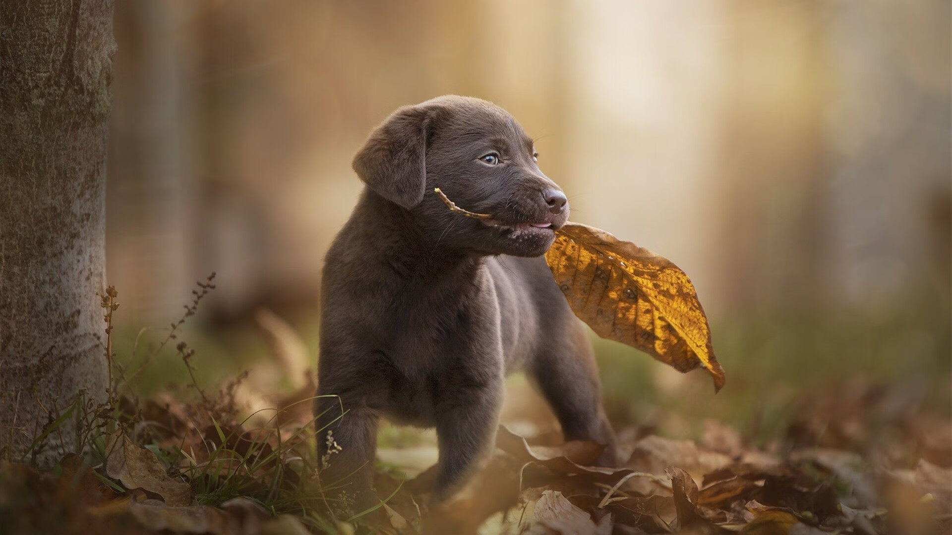 开云官网-封神夜，当欧文于抢七绝境中化为完美的定义