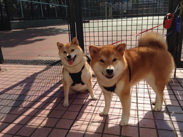 开云体育官方网站-伊布天神下凡！伊朗飞翼一剑封喉，黄潜1-3溃败，技术流足球的黄昏？