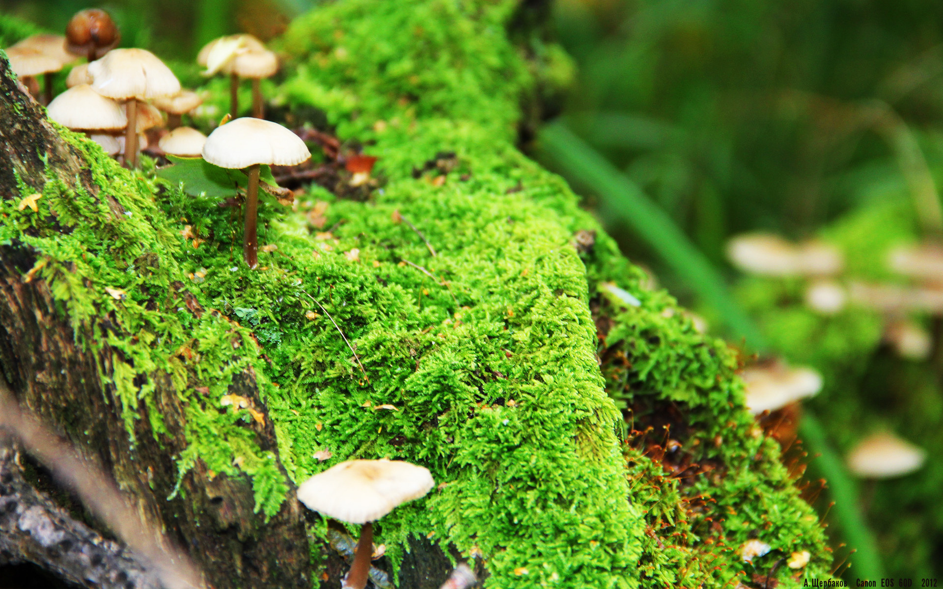 开云体育app-战术铁幕与关键利刃,伦纳德如何在尼克斯的体系下扼杀黄蜂