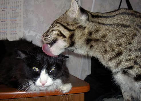 开云体育APP下载-风暴眼，当托尼完成自我救赎，牙买加打穿尤文