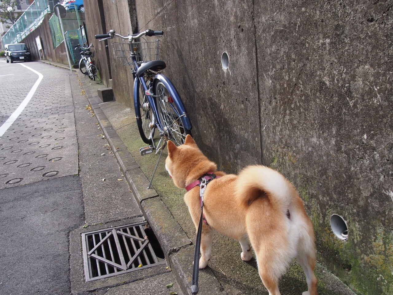 开云体育入口-奥亚尔萨瓦尔一剑封喉，那不勒斯强势晋级彰显王者之气