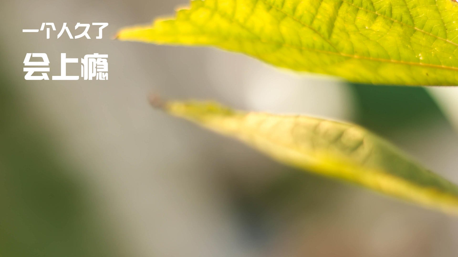 开云体育官方网站-烽火绿茵，卡塞米罗一夫当关，阿尔及利亚血战毕尔巴鄂启示录