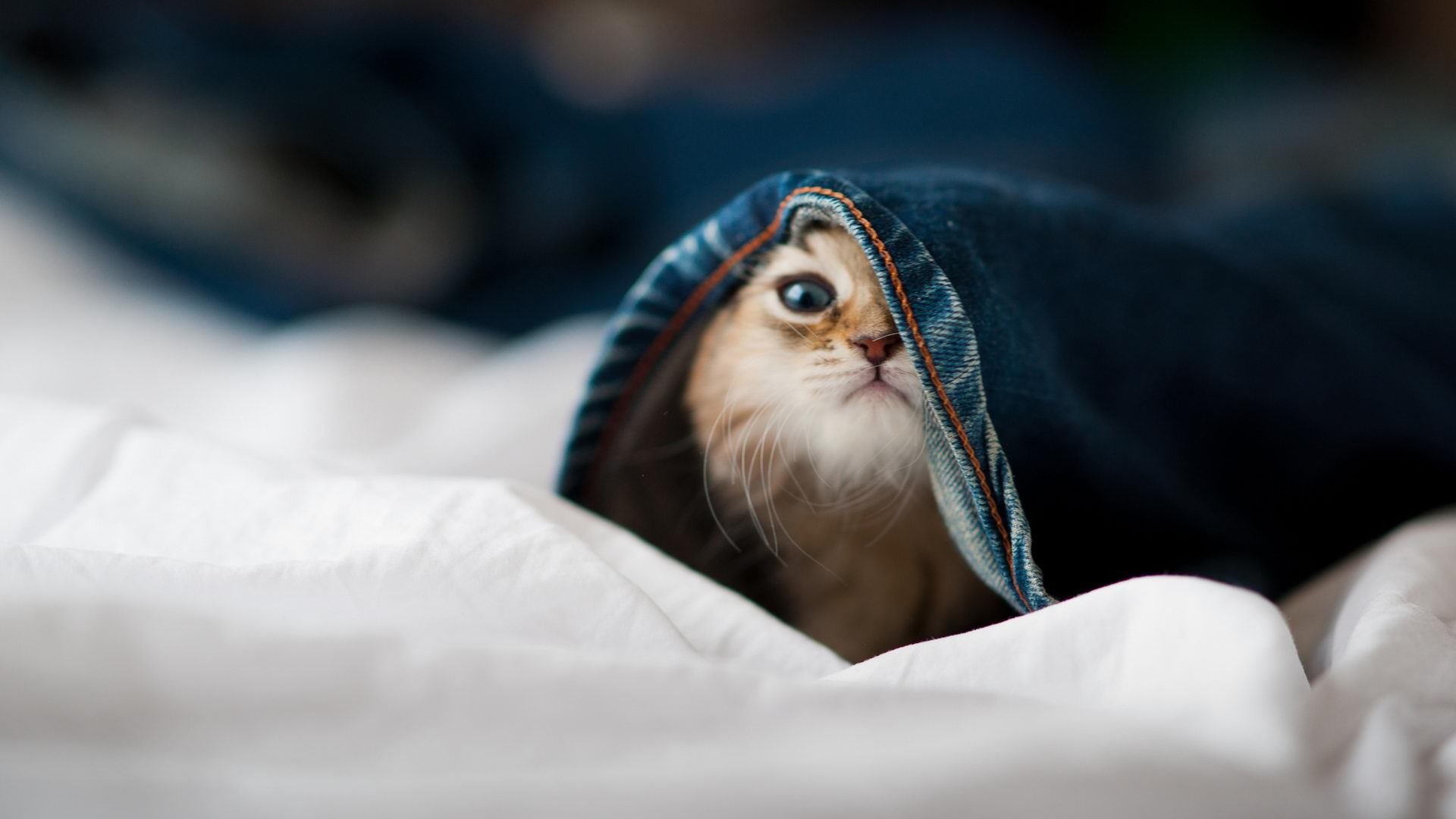 开云体育在线-东瀛利刃三破坚城！富安健洋关键连击撕裂斑马军团防线