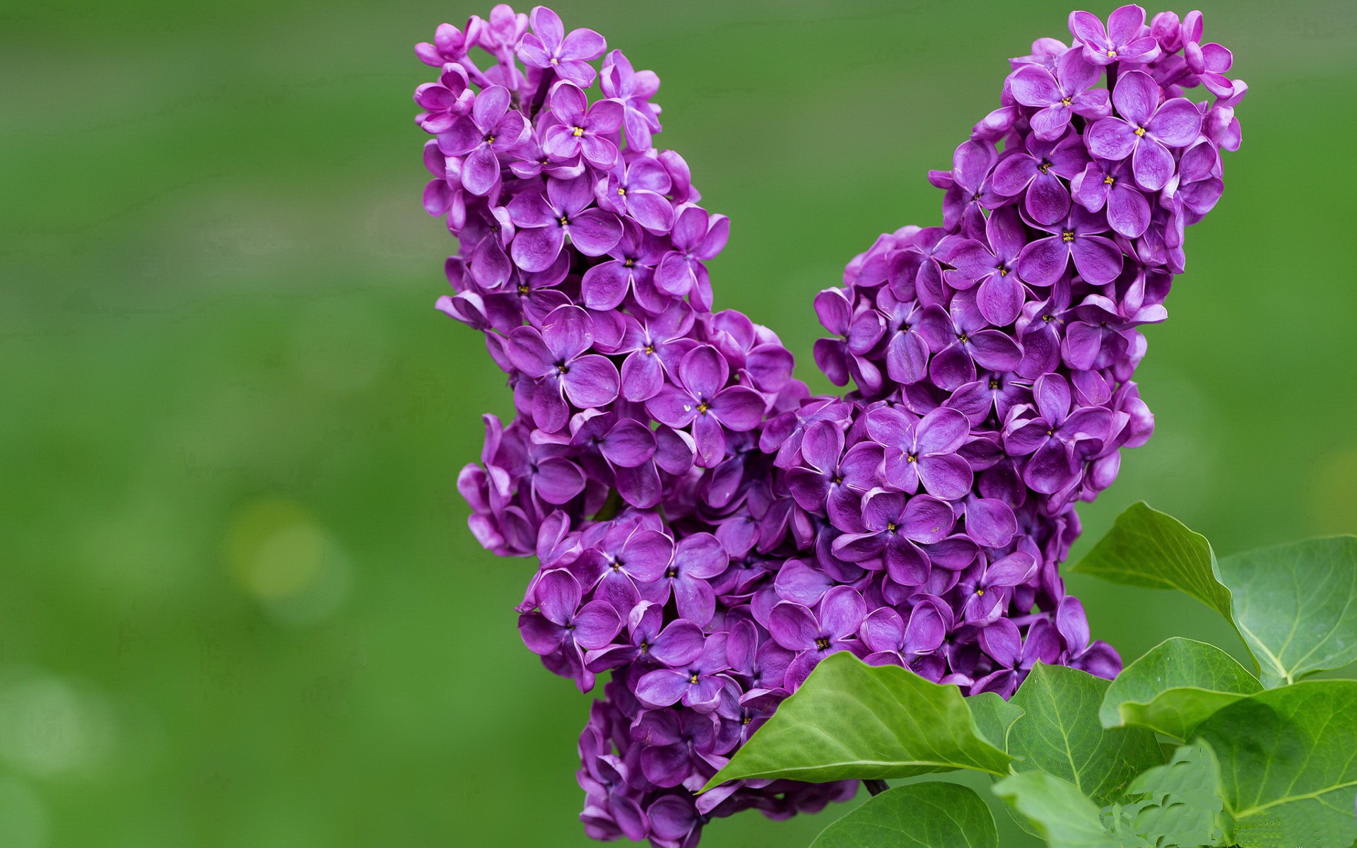 开云官网-新时代战术的典范之战，伦纳德如何以攻防转换核心身份率队掀翻雄鹿？