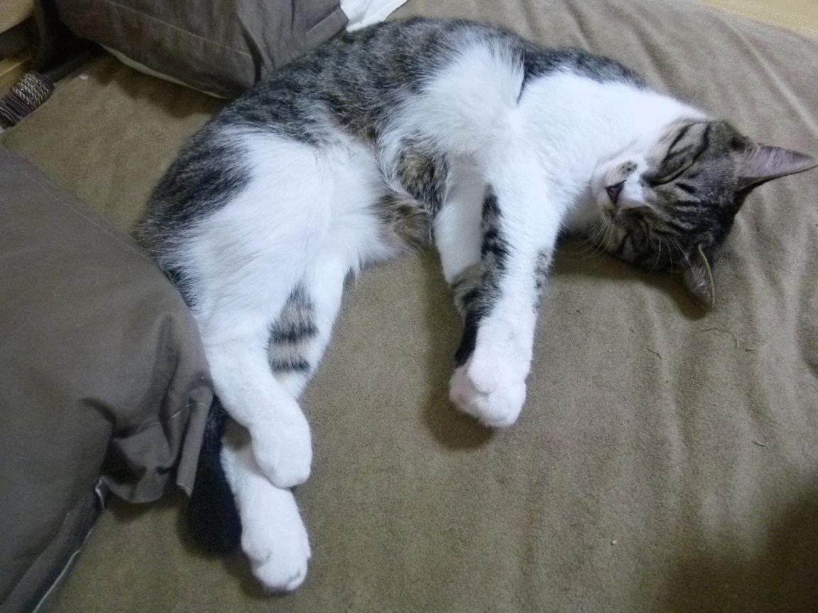 开云体育入口-帕尔默爆发与洪都拉斯封锁,拉美左翼回潮中的地缘政治博弈